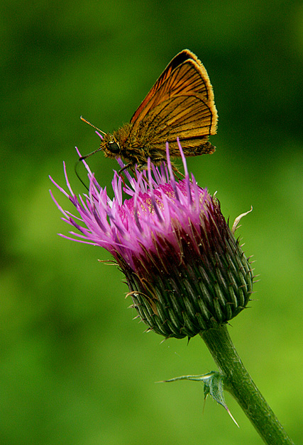 photo "Safe Landing" tags: nature, flowers, insect