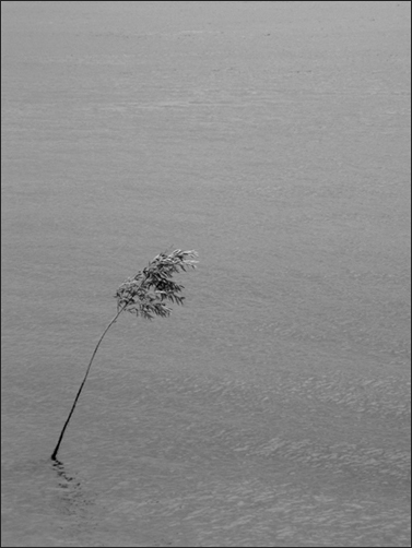 фото "tree" метки: пейзаж, вода