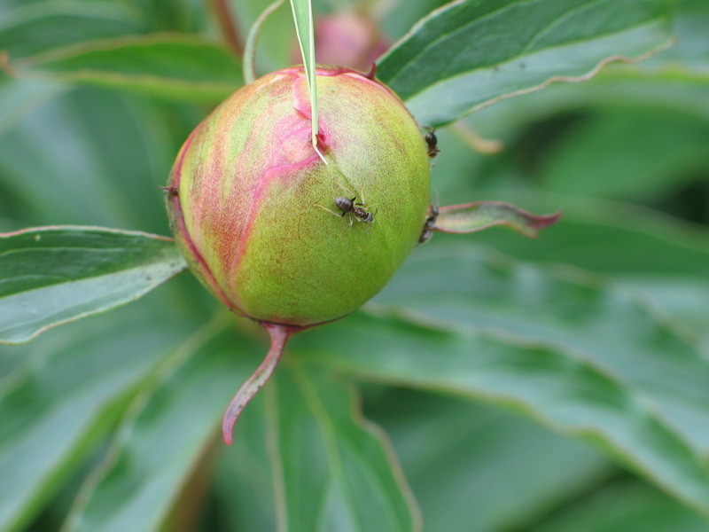 photo "Planet of ants" tags: nature, flowers, insect