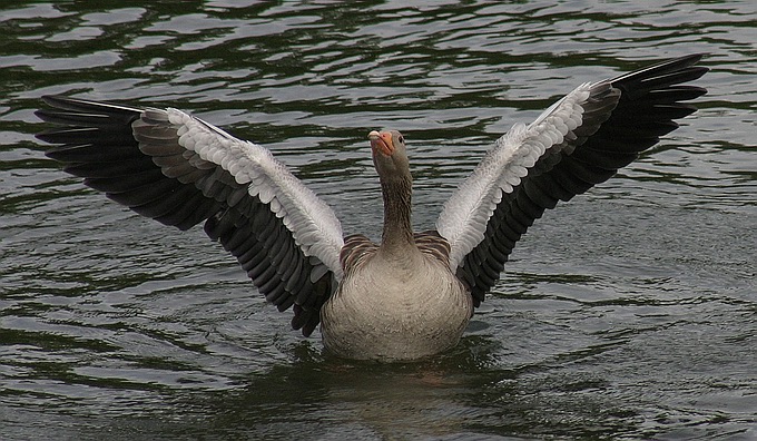 photo "Wild Goose" tags: nature, wild animals