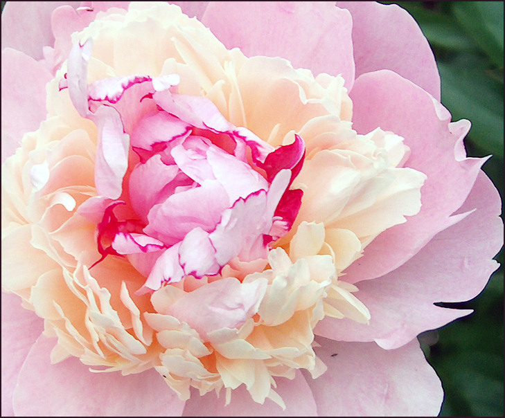 photo "It is time flowerings (the Peony № 1)" tags: macro and close-up, 