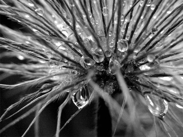 photo "Dew" tags: black&white, macro and close-up, 