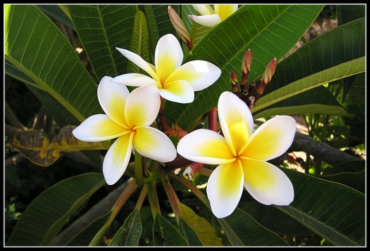 photo "Trio" tags: nature, macro and close-up, flowers