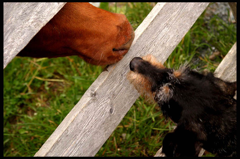 photo "Hello!" tags: nature, genre, pets/farm animals