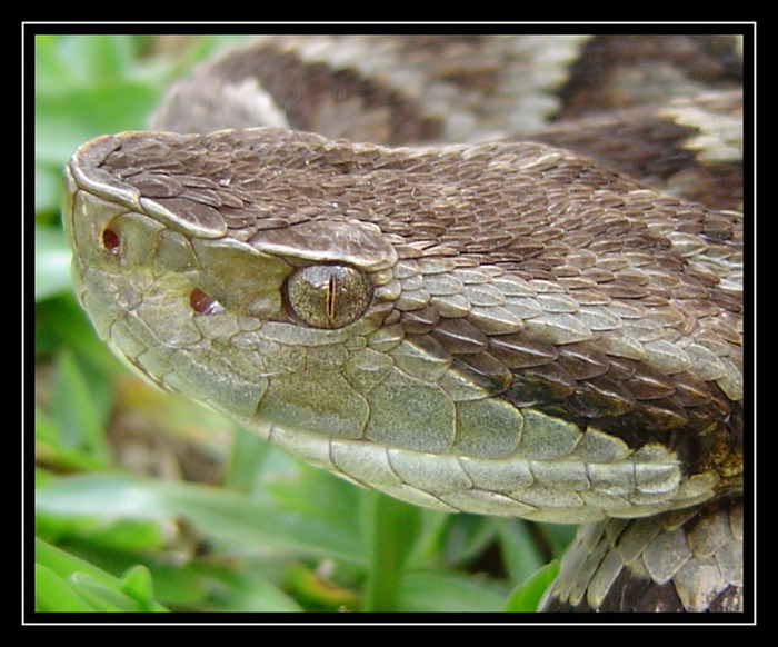 фото "Bothrops jararaca" метки: природа, макро и крупный план, дикие животные