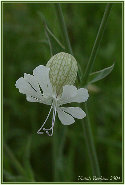 photo "Twilight fairy" tags: nature, macro and close-up, flowers