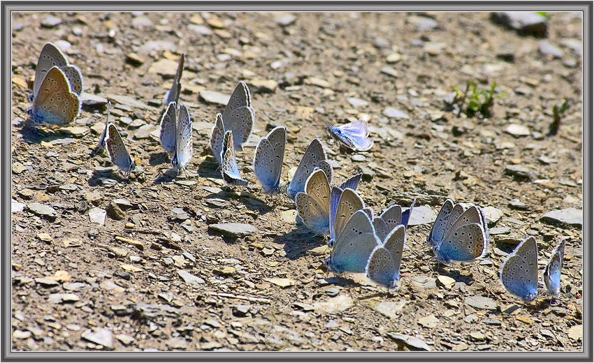 photo "Queue #2" tags: nature, insect