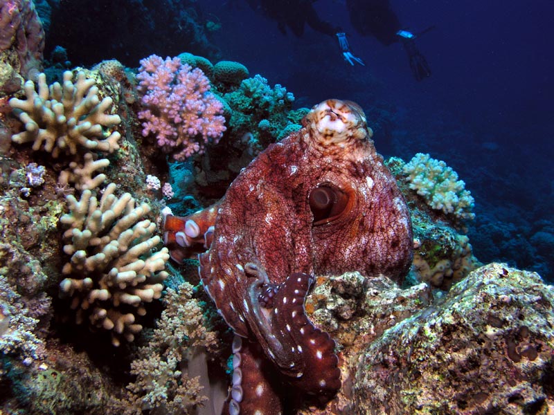 photo "Eye of a chasm" tags: underwater, travel, Africa