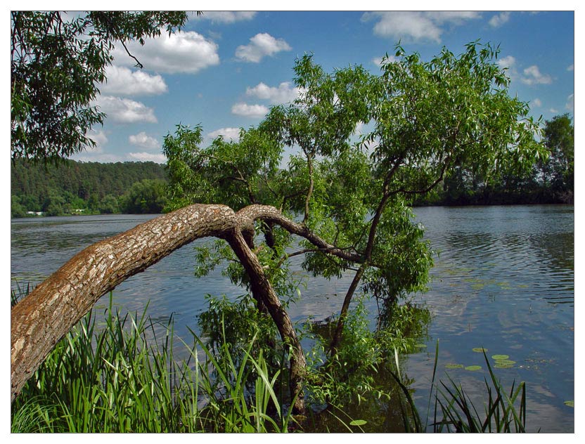 photo "Water, tree, clouds. Summer." tags: landscape, summer, water