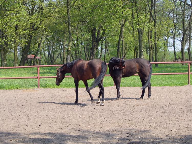 фото "horses" метки: природа, домашние животные