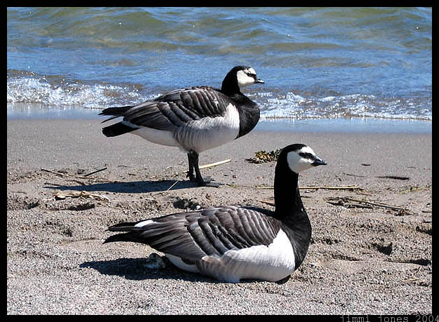 photo "Ducks at sea" tags: nature, wild animals