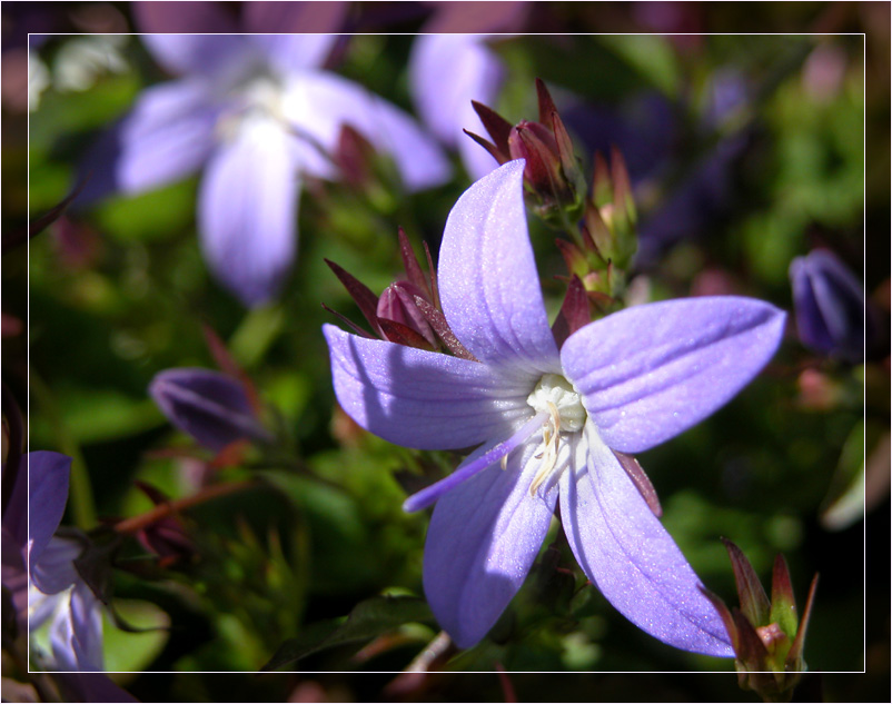 photo "Microjungle" tags: nature, macro and close-up, flowers