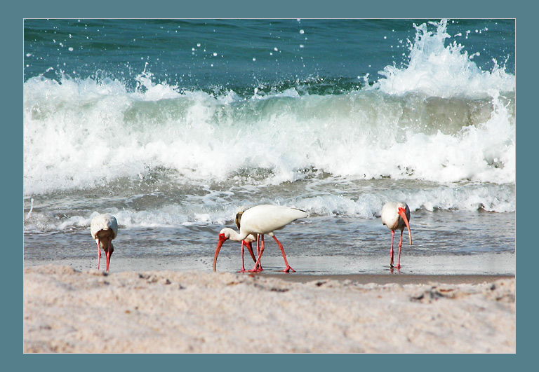 photo "Lunch time on a sea shore" tags: nature, wild animals