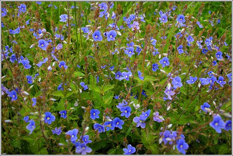 photo "Blue eyes" tags: nature, flowers