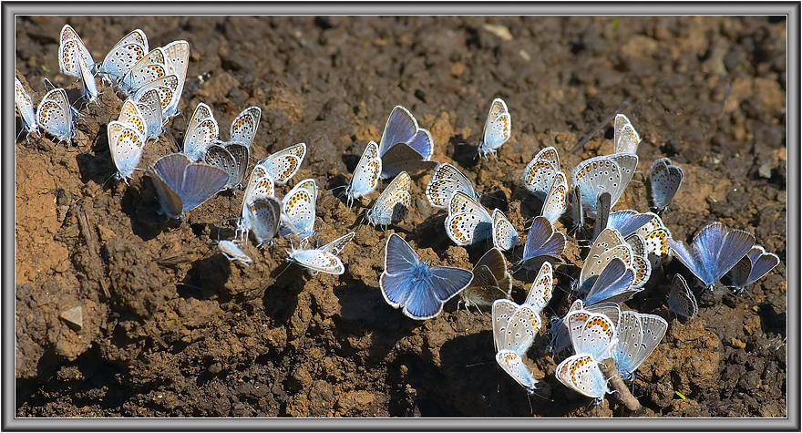 photo "Butterflies #3" tags: nature, insect