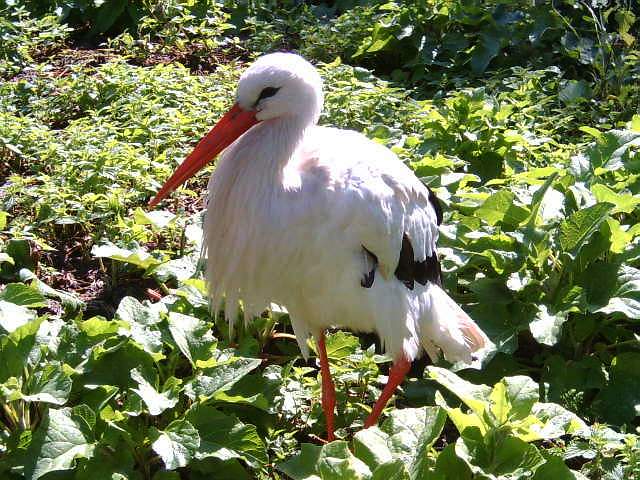 photo "A big bird." tags: nature, wild animals