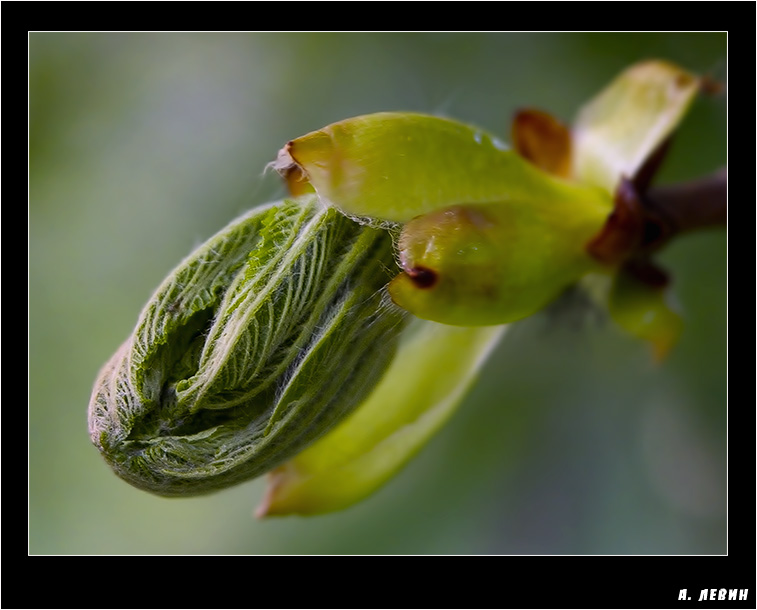 photo "Каштан" tags: nature, macro and close-up, flowers