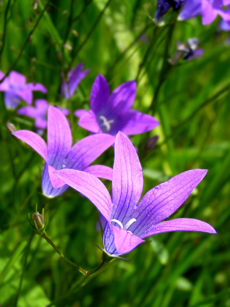 photo "Noiseless chime." tags: nature, macro and close-up, flowers