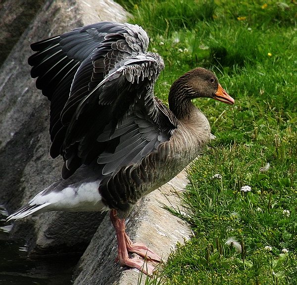 photo "Goose" tags: nature, wild animals