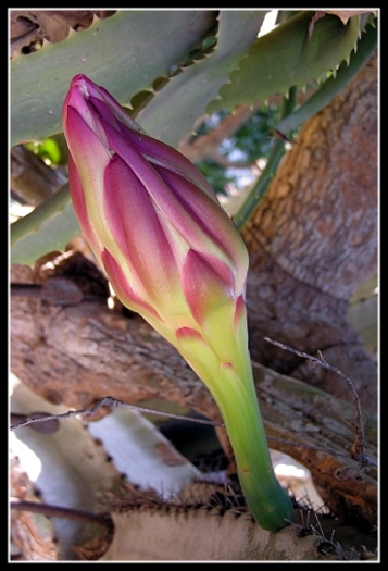 photo "Bud of a flower of a cactus" tags: nature, macro and close-up, flowers