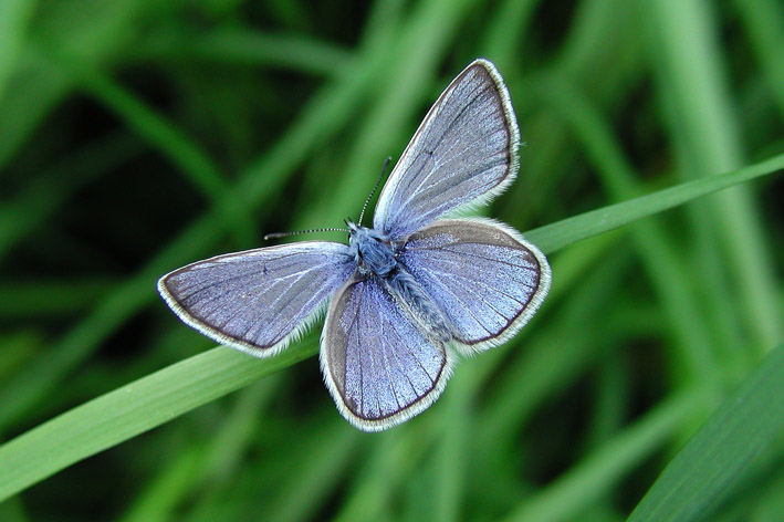 photo "Shoking blue for Jenia" tags: macro and close-up, 