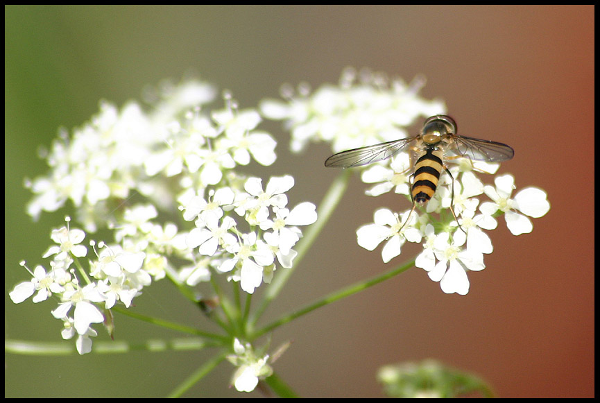 photo "Bug from behind" tags: macro and close-up, nature, flowers