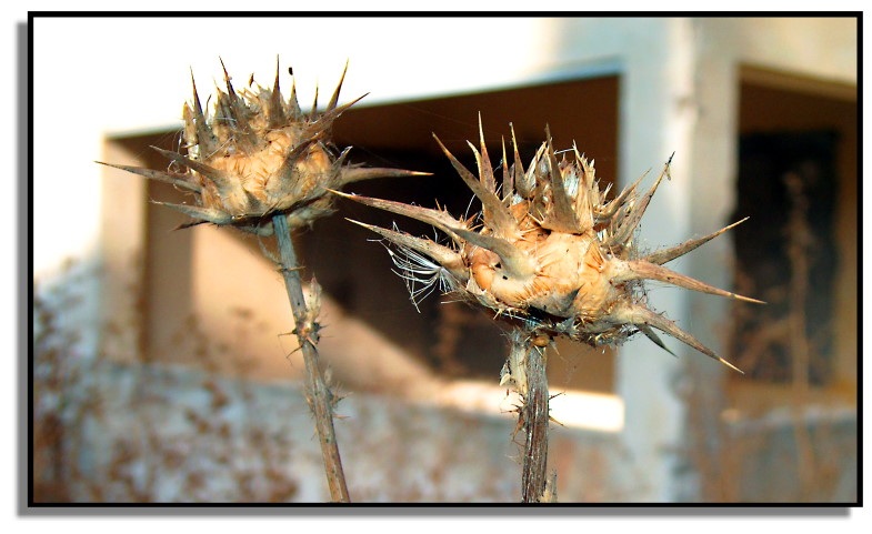 photo "Two towers ." tags: macro and close-up, 