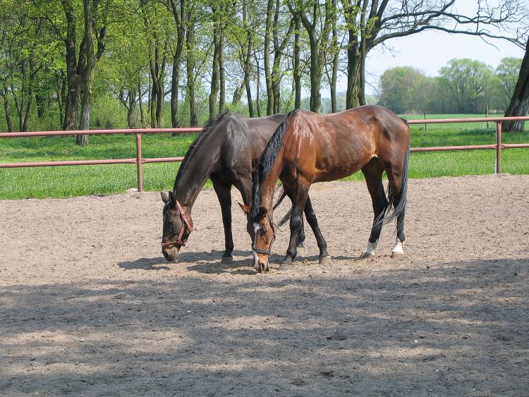 photo "horses" tags: nature, pets/farm animals