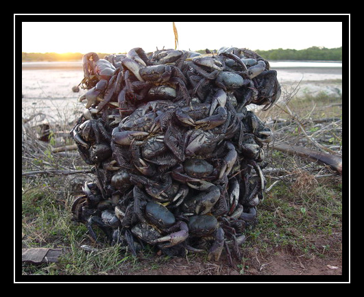 photo "Crabs on sale" tags: nature, landscape, water, wild animals