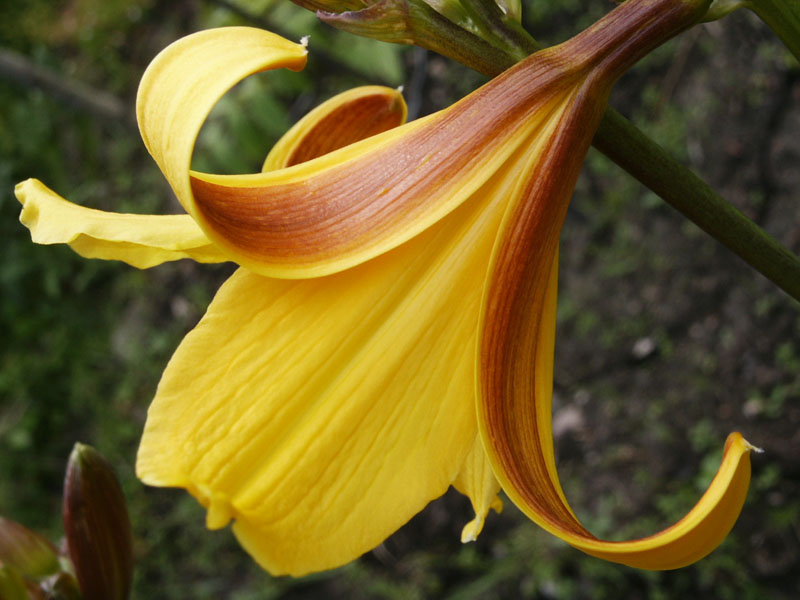 photo "The flower" tags: macro and close-up, 