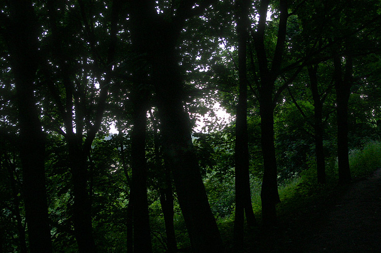 photo "walk along the channel" tags: landscape, forest, water