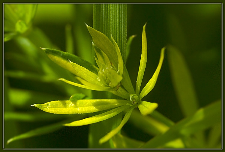 photo "grass 2" tags: misc., macro and close-up, 