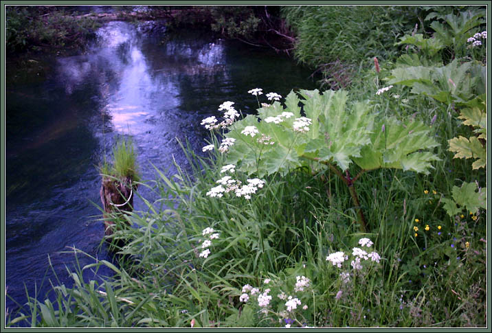 photo "Summer Herbs" tags: landscape, summer, water