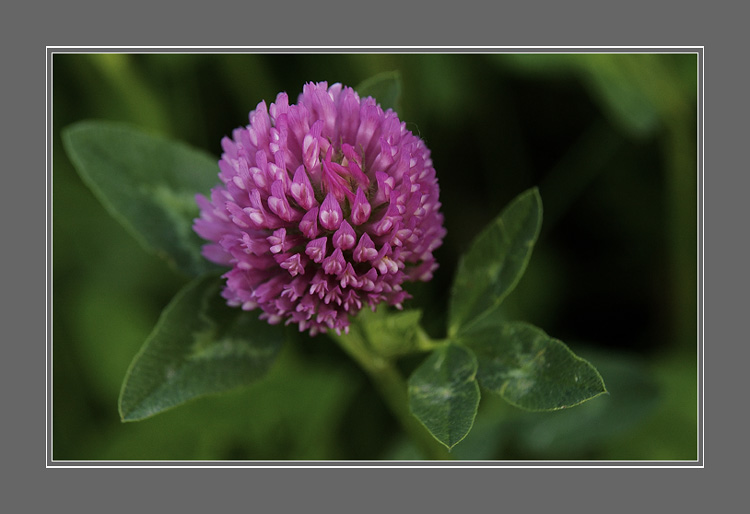 photo "Клевер" tags: nature, flowers