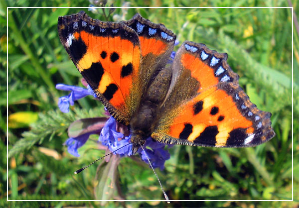 photo "The butterfly2" tags: macro and close-up, 