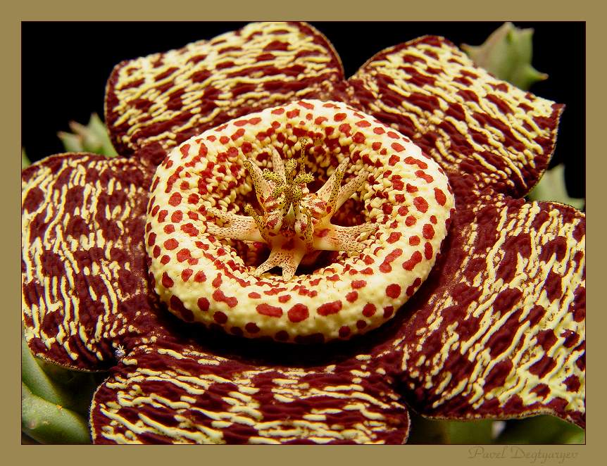 photo "To us has come UFO" tags: macro and close-up, nature, flowers