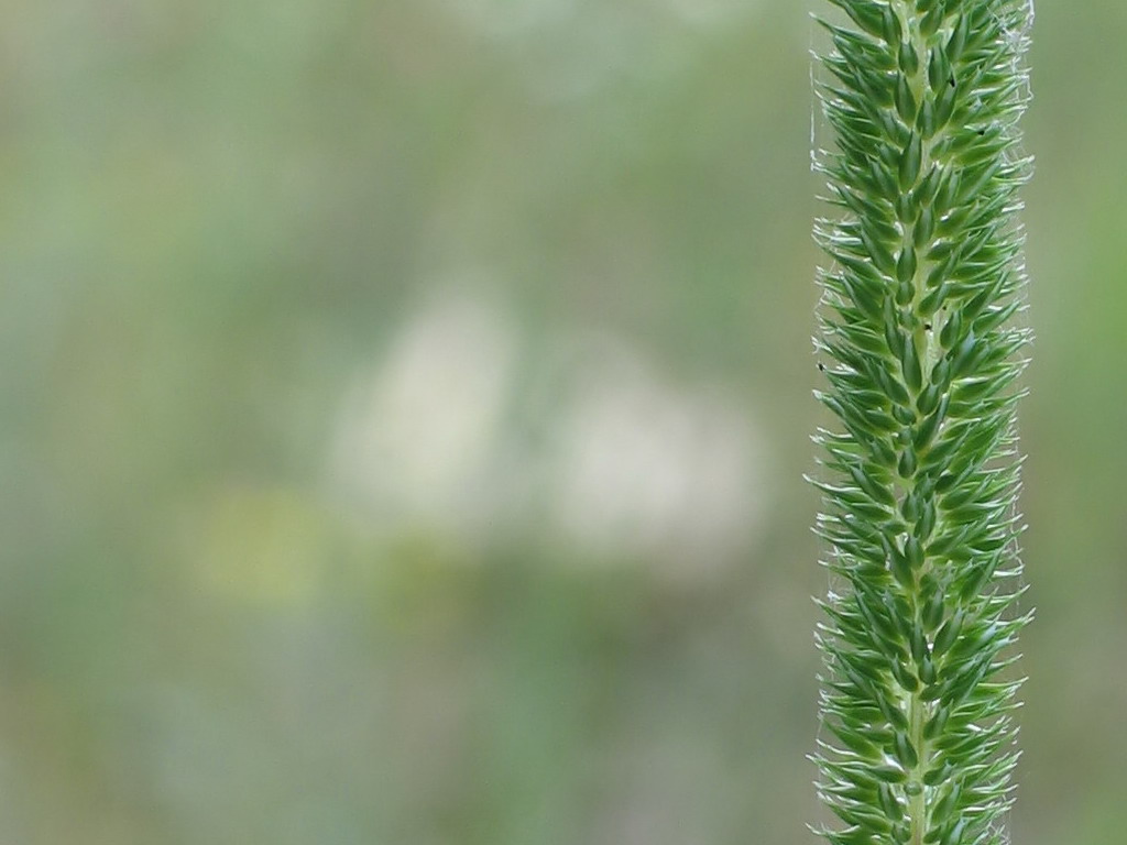 photo "The green line" tags: macro and close-up, nature, flowers