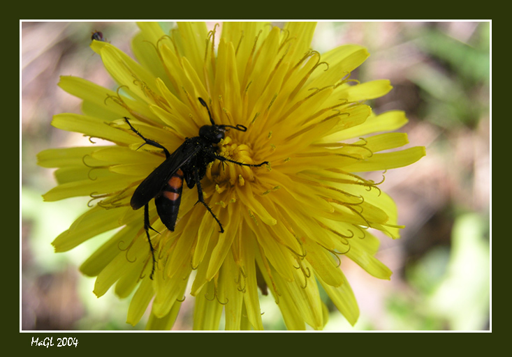 photo "***" tags: nature, insect