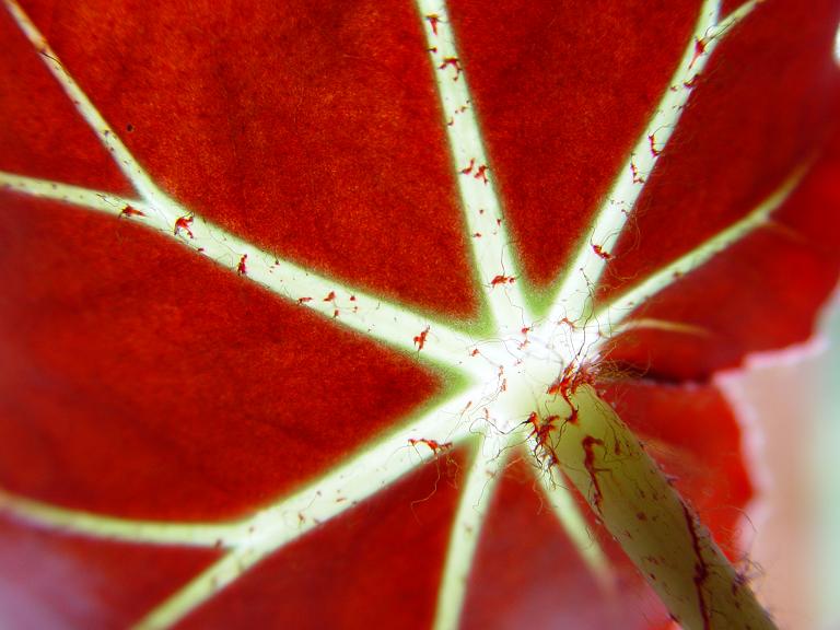 photo "umbrella for the Inch girl" tags: nature, macro and close-up, flowers