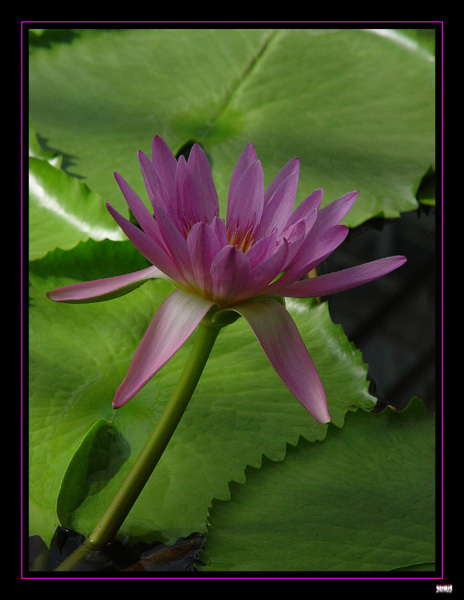 photo "***" tags: nature, flowers