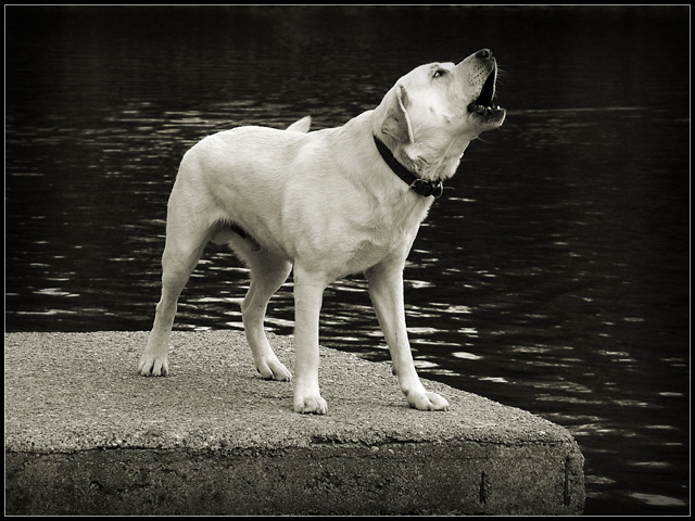 photo "Water Breeze" tags: nature, landscape, pets/farm animals, water