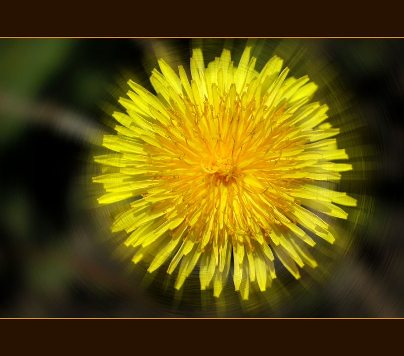 photo "Spin" tags: nature, macro and close-up, flowers