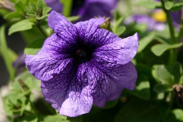 photo "Petunia" tags: macro and close-up, nature, flowers