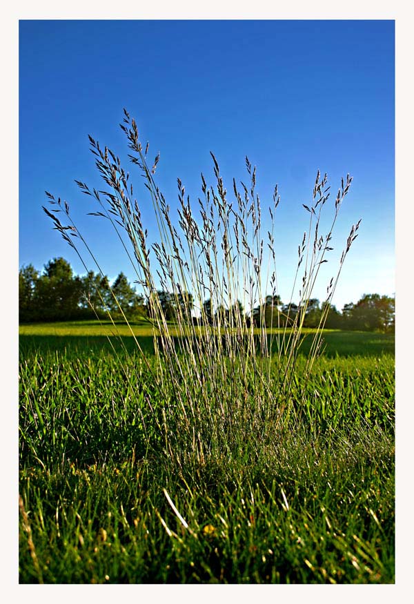 photo "Gras" tags: nature, flowers