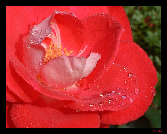 photo "the rosa" tags: macro and close-up, nature, flowers