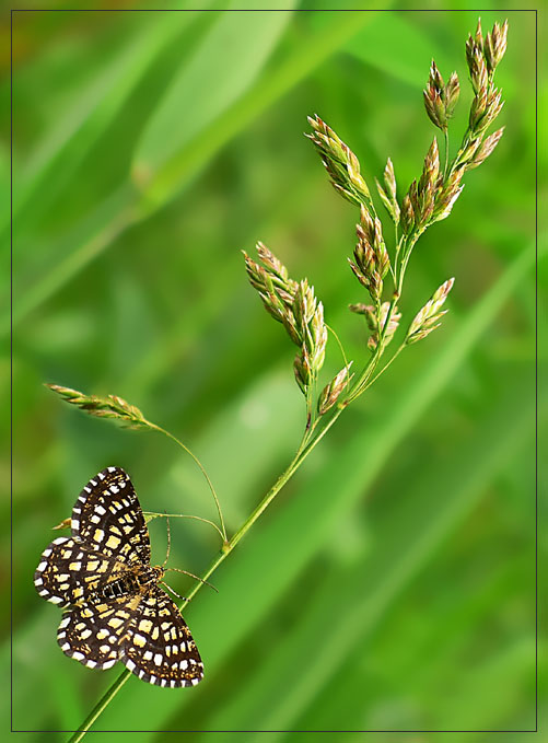 photo "***" tags: nature, flowers, insect