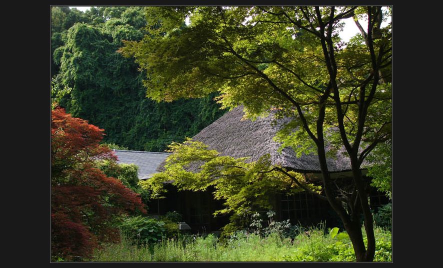 фото "japaneese picture" метки: путешествия, пейзаж, Азия, лес