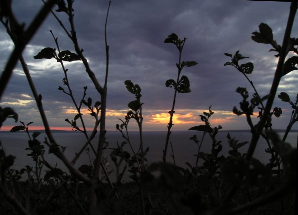 photo "Sight at the leaving sun through poor vegetation" tags: landscape, clouds, sunset