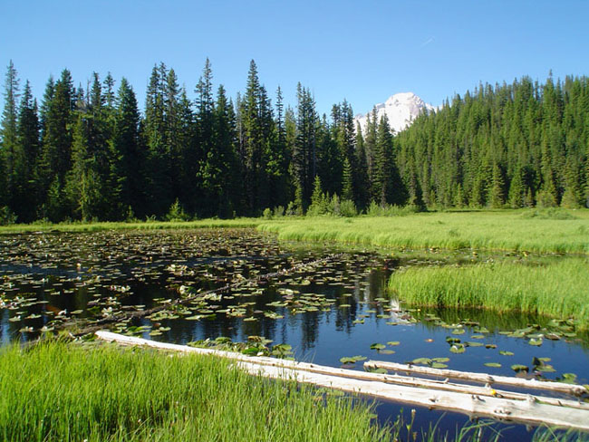 photo "**Наедине с природой.**" tags: landscape, forest, water