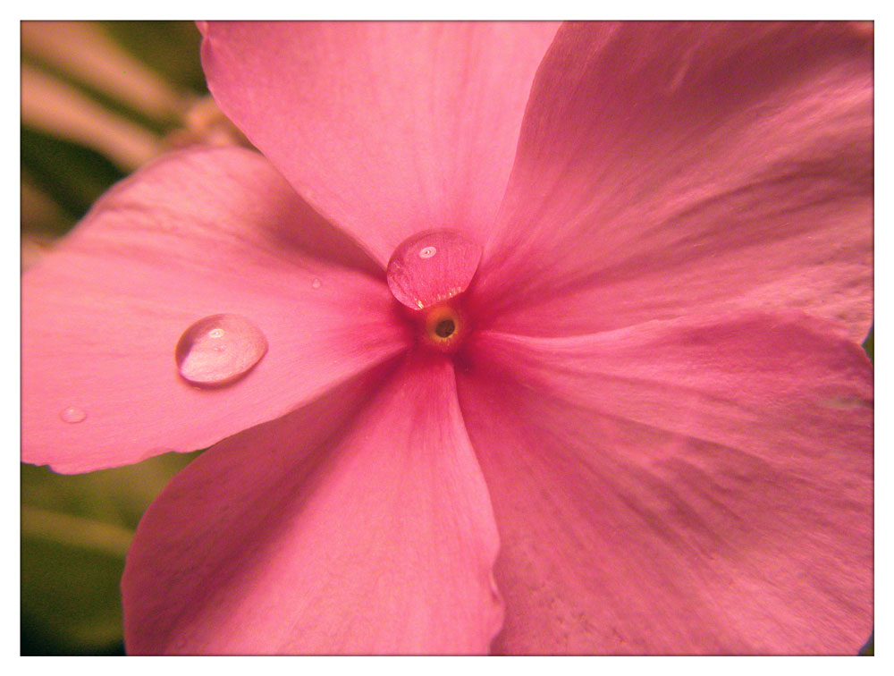 photo "DROPS ON PINK" tags: macro and close-up, nature, flowers